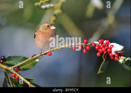 European chaffinch - common chaffinch (Fringilla coelebs) male perched on branch of Holly (Ilex aquifolium) in snow Stock Photo
