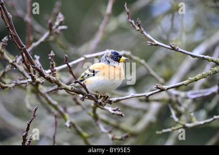 Brambling (Fringilla montifringilla) male in a tree in winter - Louvain-La-Neuve - Belgium Stock Photo