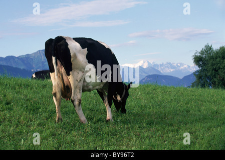 Cattle, Vierwaldstaetter See, Switzerland Stock Photo