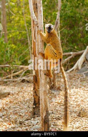 Female Red-fronted Brown Lemur (Eulemur fulvus rufus) in the Tsingy De Bemaraha National Park in Western Madagascar. Stock Photo