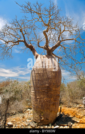 Giant baobab tree in Tsimanampesotse National Park in southwestern Madagascar. Stock Photo