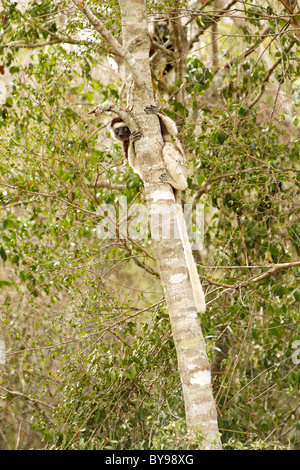 Verreaux's Sifaka (Propithecus verreauxi majori) in the forests of Zombitse Vohibasia National Park in southwestern Madagascar. Stock Photo