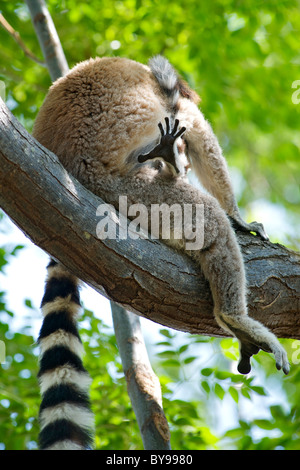 Baby ring-tailed lemur's foot projecting past its mother's leg in the Anja private community reserve in southern Madagascar. Stock Photo