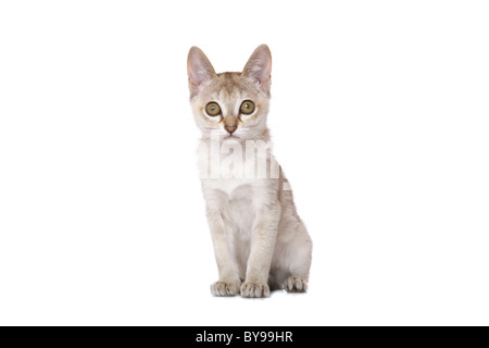 Singapura kitten on white Stock Photo