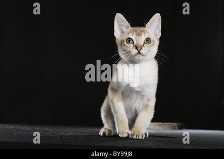 Singapura kitten on black Stock Photo