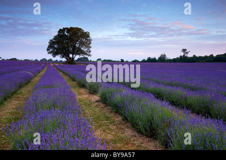 Organically grown lavender field. The scent from the flowers fills the morning air with a beautiful perfume. Stock Photo