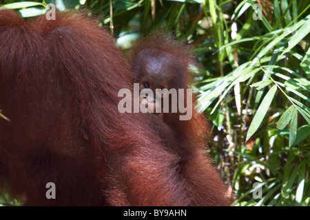 Very young Orang Utan sitting on Mother in Rain Forest, Tanjung Puting , Central Kalimantan Stock Photo