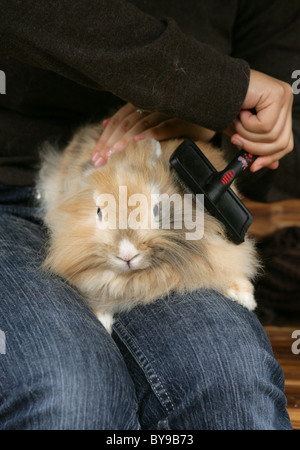 Rabbit Owner brushing rabbit Garden Stock Photo