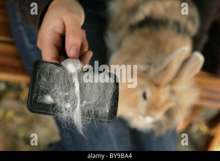 Owner brushing rabbit Close-up Portrait of Comb Garden, Gosport, Uk Stock Photo