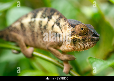 Panther chameleon (Furcifer pardalis) in eastern Madagascar. Stock Photo