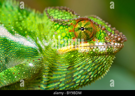 Panther chameleon (Furcifer pardalis) in eastern Madagascar. Stock Photo