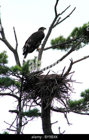 an eaglet Bald Eagle perched beside it's nest in a tree Stock Photo