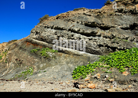 A giant tree fossil in a cliff at Joggins Fossil Cliffs Nova Scotia Canada Stock Photo