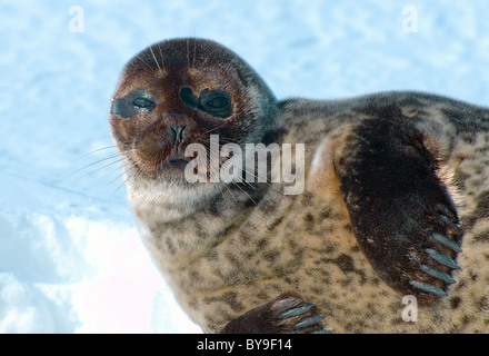 Portrait of Ringed seal lies one the ice. Jar seal, netsik or nattiq (Pusa hispida), White Sea, Arctic, Russia Stock Photo