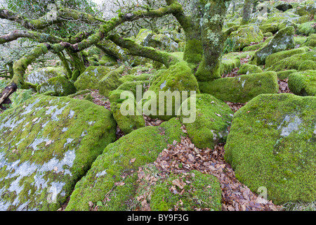 Stunted oak trees in Wistman's Wood on Dartmoor, England. Stock Photo