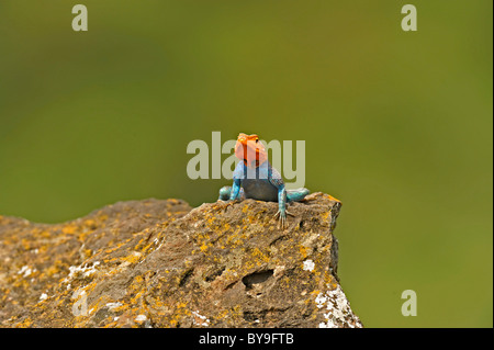 Male Red-headed Rock Agama (Agama agama), Lake Nakuru National Park, Kenya, Africa Stock Photo