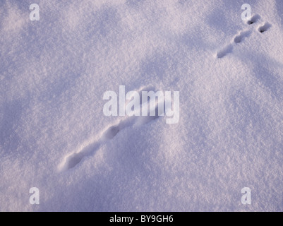 Animal (hare or rabbit) Footprints in the Snow Stock Photo - Alamy