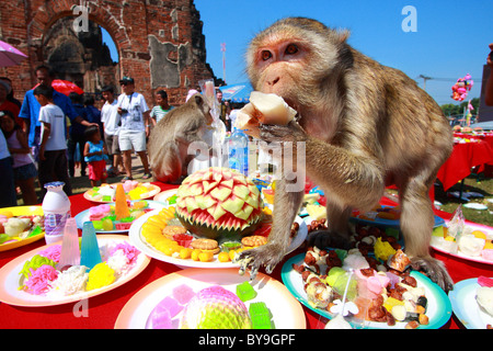 Monkey eat food at Monkey Chinese banquet Festival at Praprangsamyod Lopburi Thailand Stock Photo