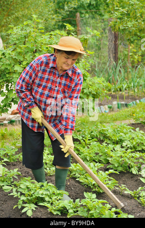 Senior woman gardening - hoeing potatoes Stock Photo
