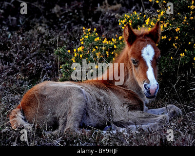 A wild foal from The New Forest, Hampsire. Stock Photo