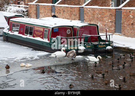 Swans, ducks and narrowboats on the frozen Bridgewater Canal at Stockton Heath, Cheshire Stock Photo