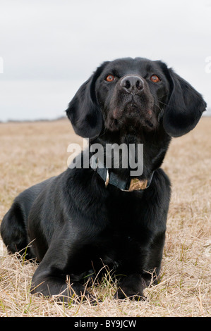 The Dickin Medal winning dog, Treo,  Labrador Spaniel cross, portait Stock Photo