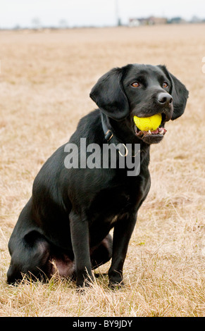 The Dickin Medal winning dog, Treo,  a Labrador Spaniel cross Stock Photo