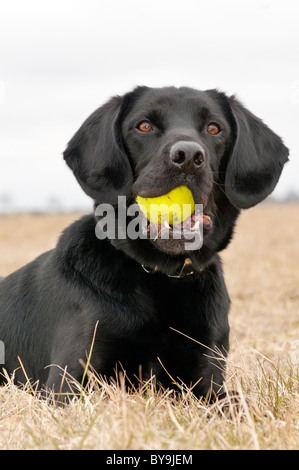 The Dickin Medal winning dog, Treo,  a Labrador Spaniel cross portrait Stock Photo