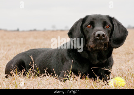 The Dickin Medal winning dog, Treo a Labrador Spaniel cross, portrait Stock Photo