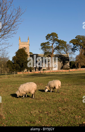 sheep grazing in front of st mary's church ickworth suffolk uk Stock Photo