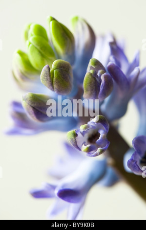 Close up of a blue Common Hyacinth, Hyacinthus orientalis Stock Photo