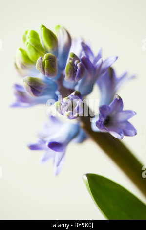 Close up of a blue Common Hyacinth, Hyacinthus orientalis Stock Photo