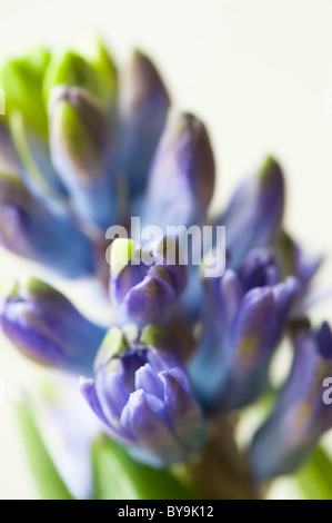 Close up of a blue Common Hyacinth, Hyacinthus orientalis Stock Photo