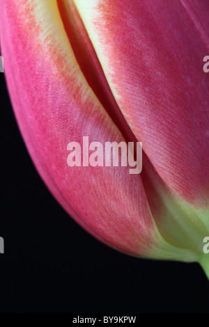 Studio shot of a close up of the petals of a closed pink tulip UK