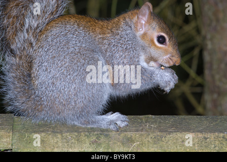 Grey squirrel sitting on fence Stock Photo