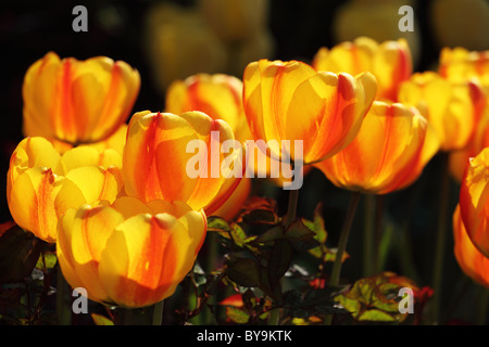Close up of bright yellow and red Tulips flowering in an English spring garden border UK Stock Photo