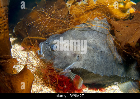 lumpsucker or lumpfish (Cyclopterus lumpus) Stock Photo