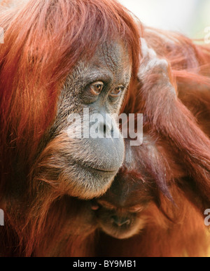 Orangutan (Pongo pygmaeus) Mother with her baby. Stock Photo