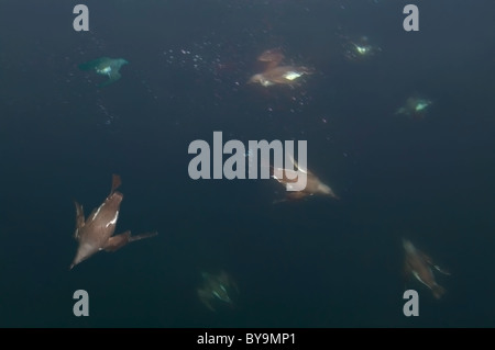 Group of guillemots swims under water. Common Murre or Common Guillemots (Uria aalge, Pontoppidan), Barents Sea, Russia, Arctic, Europe Stock Photo