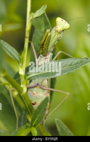 Praying mantis hidden in green plants Stock Photo
