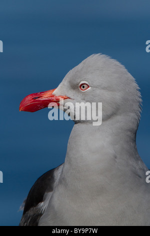 Close up of adult Dolphin Gull (Leucophaeus scoresbii), Ushuaia, Argentina Stock Photo