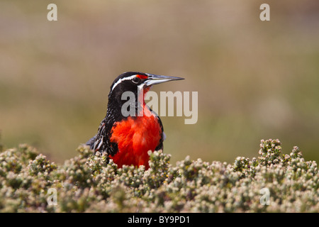 Long-tailed Meadowlark (Sturnella loyca falklandica), Gypsy Cove, near Port Stanley, Falkland Islands Stock Photo