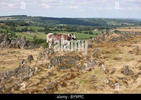 long horned cattle at beacon hill country park leicestershire Stock Photo