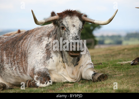 long horned cattle at beacon hill country park leicestershire Stock ...