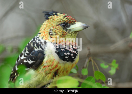 Crested Barbet (Trachyphonus vaillantii) in Kruger National Park, South Africa. July 2010. Stock Photo