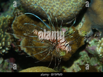 clearfin lionfish, tailbar lionfish, radiata lionfish, or radial firefish (Pterois radiata) Red sea, Egypt Stock Photo