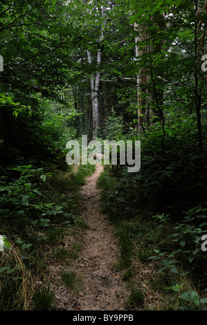 Hiking rails run through the spruce-fir forests of Balsam Mountain, Smoky Mountain National Park,  North Carolina. Stock Photo