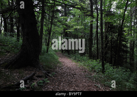 Hiking rails run through the spruce-fir forests of Balsam Mountain, Smoky Mountain National Park,  North Carolina. Stock Photo