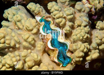maxima clam or small giant clam (Tridacna Maxima) in coral reef, Red Sea, Egypt, Africa Stock Photo