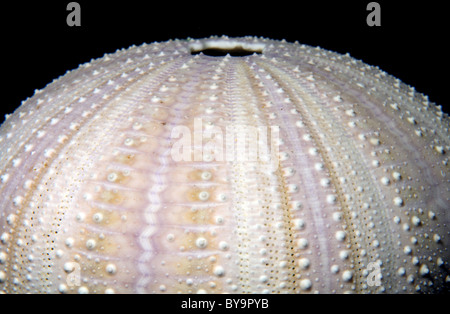skeleton Sea urchins, Echinoidea Stock Photo